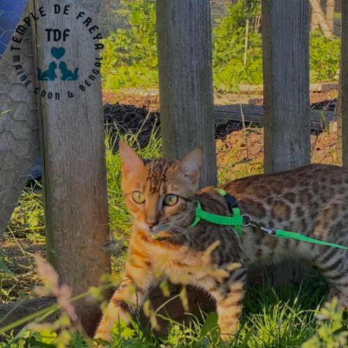 Femelle bengal Surprise