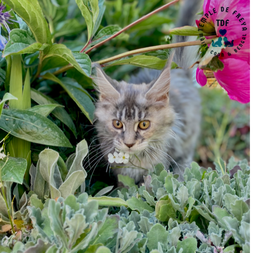 Femelle Main coon Tequila