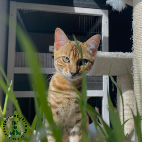 Femelle bengal Surprise