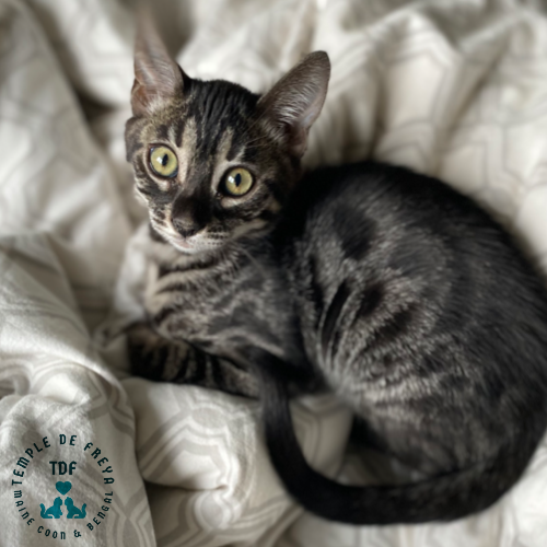 Tess femelle bengal