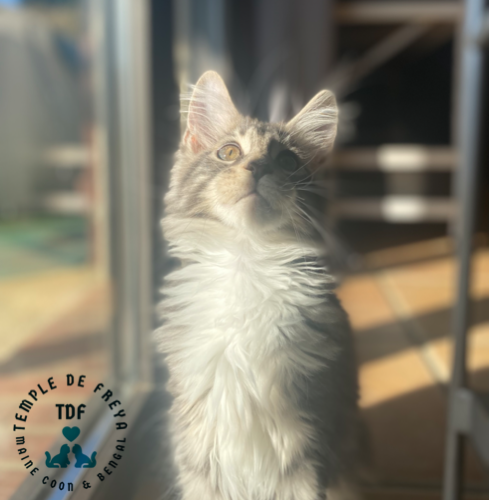 Syréna femelle maine coon