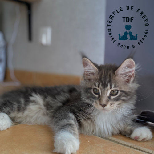 Syréna femelle maine coon