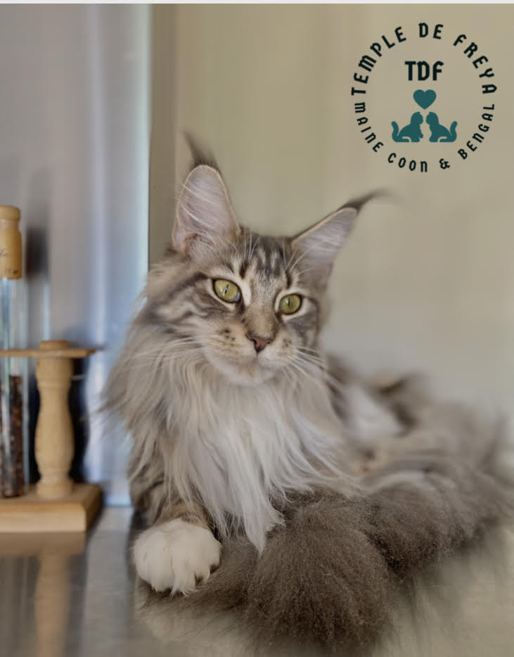 Syréna femelle maine coon