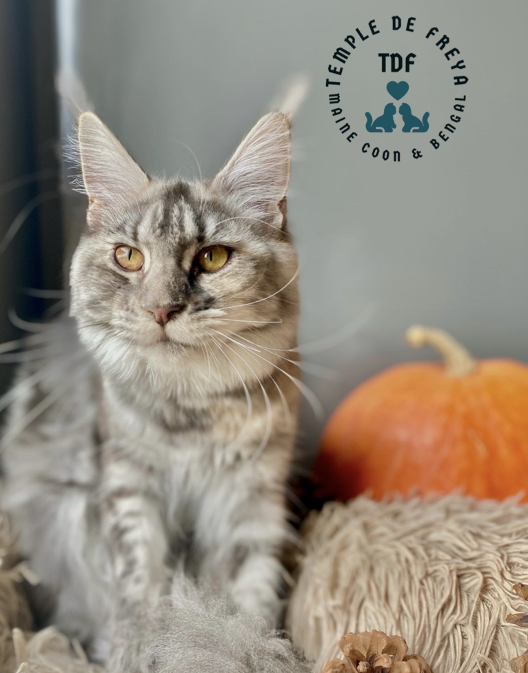 Femelle Maine coon Tequila