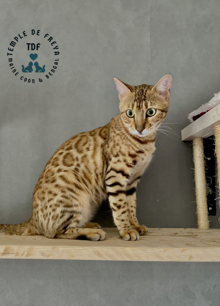 Femelle bengal Surprise