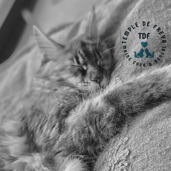 Femelle Maine coon Tequila