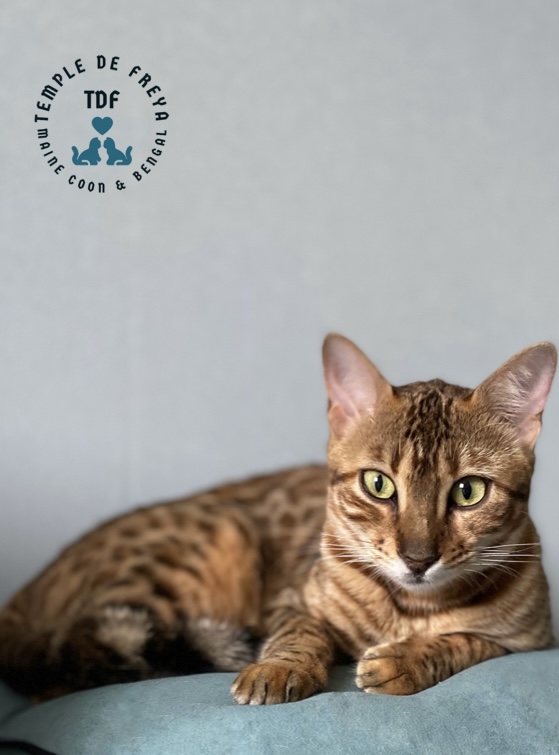 Femelle bengal Surprise