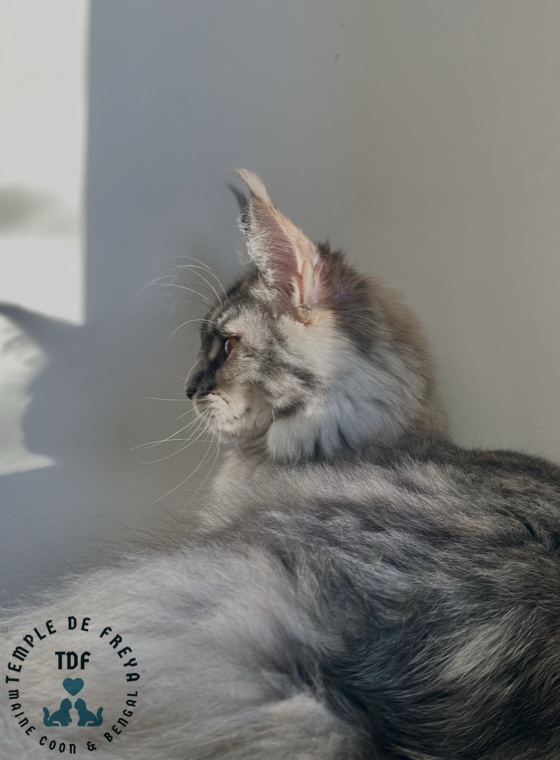 Femelle Maine coon Tequila