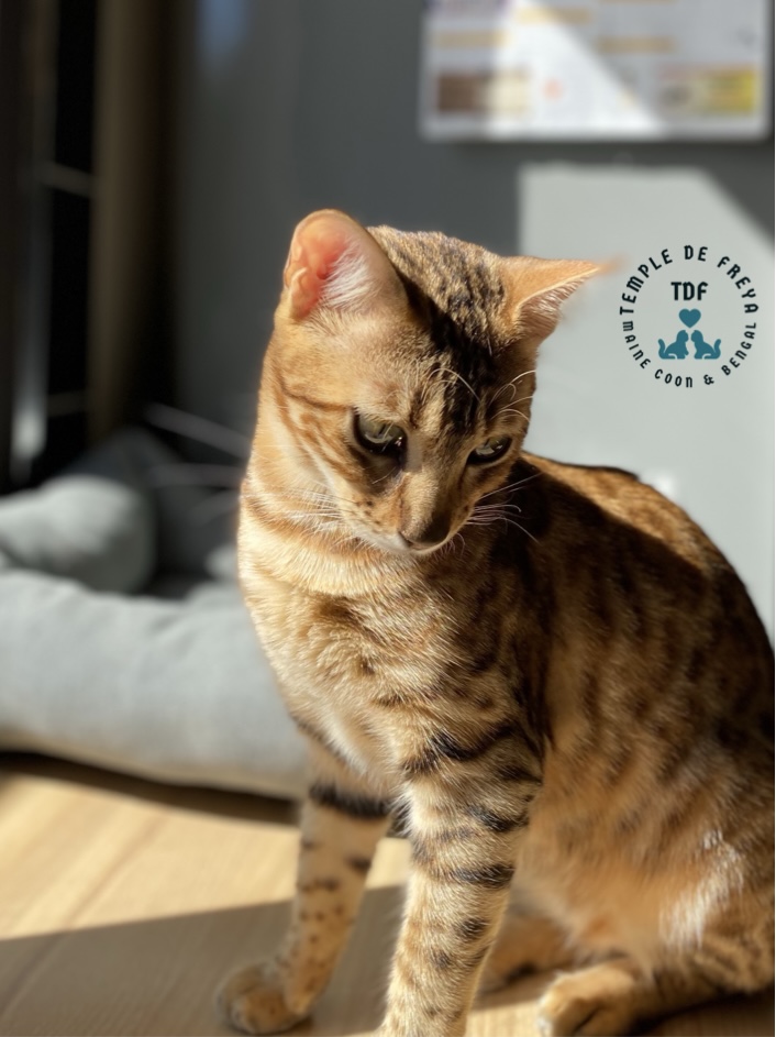 Femelle bengal Surprise