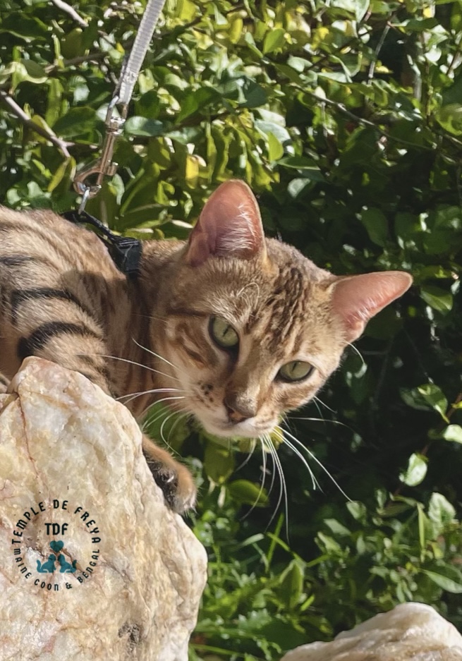 Femelle bengal Surprise