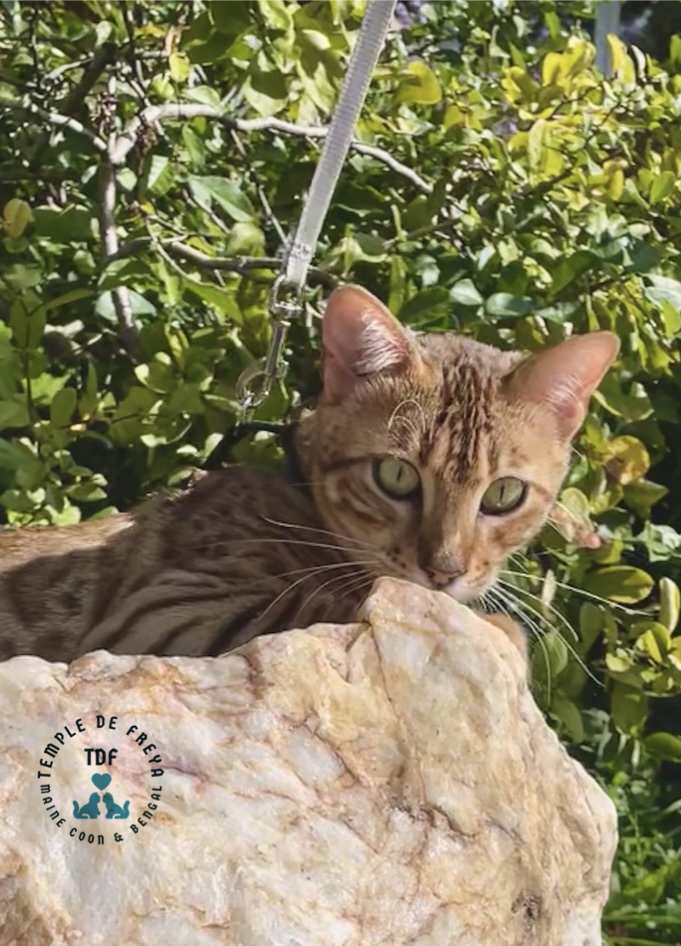 Femelle bengal Surprise