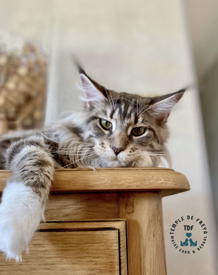 Syréna femelle maine coon