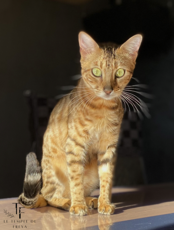 femelle bengal surprise