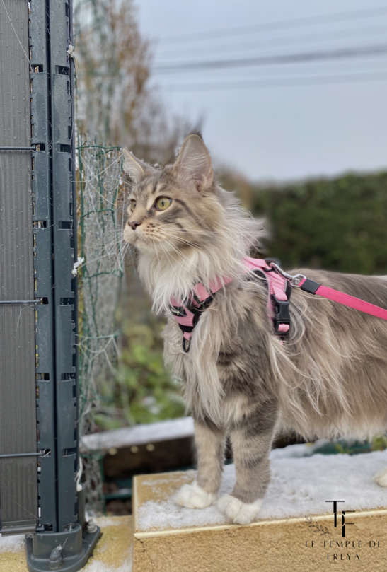 Syréna femelle Maine coon