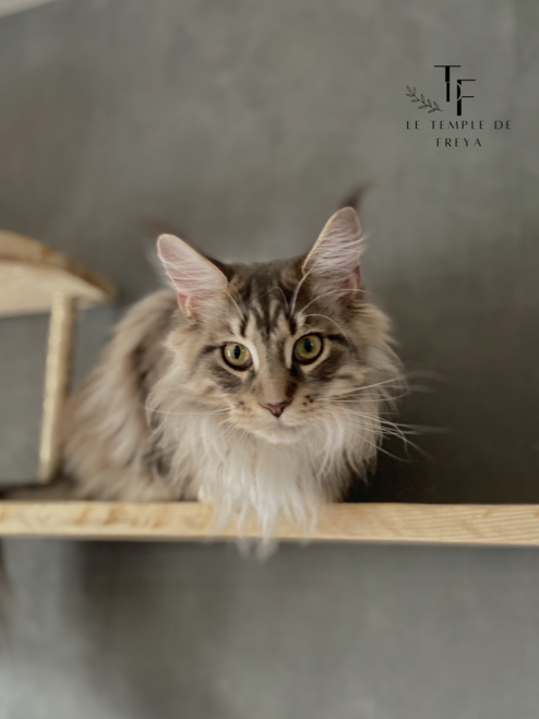 Syréna femelle maine coon