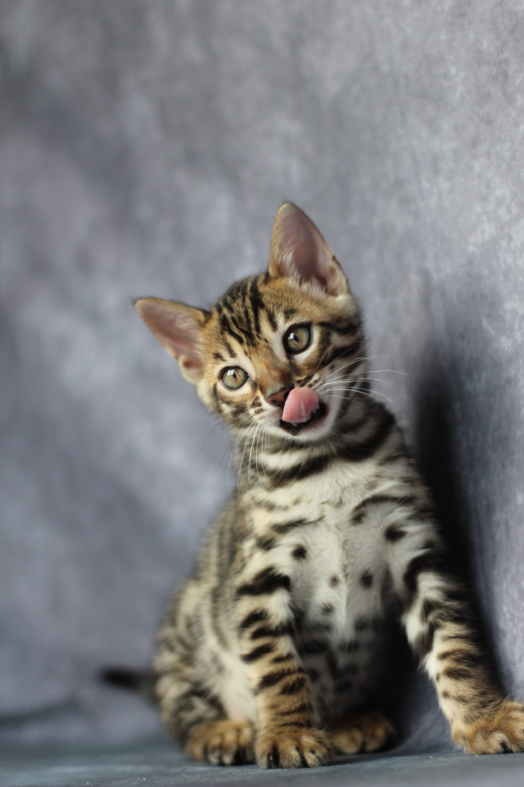 chaton male bengal a vendre de l'élevage de maine et de bengal, chatterie le temple de Freya en normandie dans la seine maritime