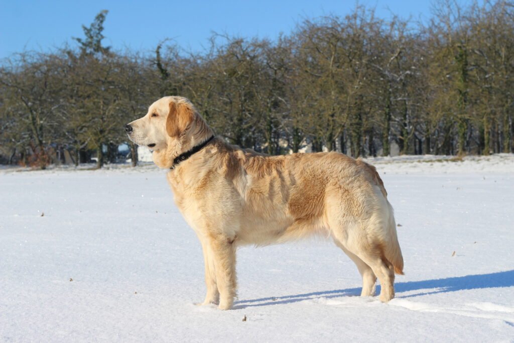 Uriane femelle golden retrier de l'élevage des rêves angélique de golden et de boxer en normandie en seine maritime